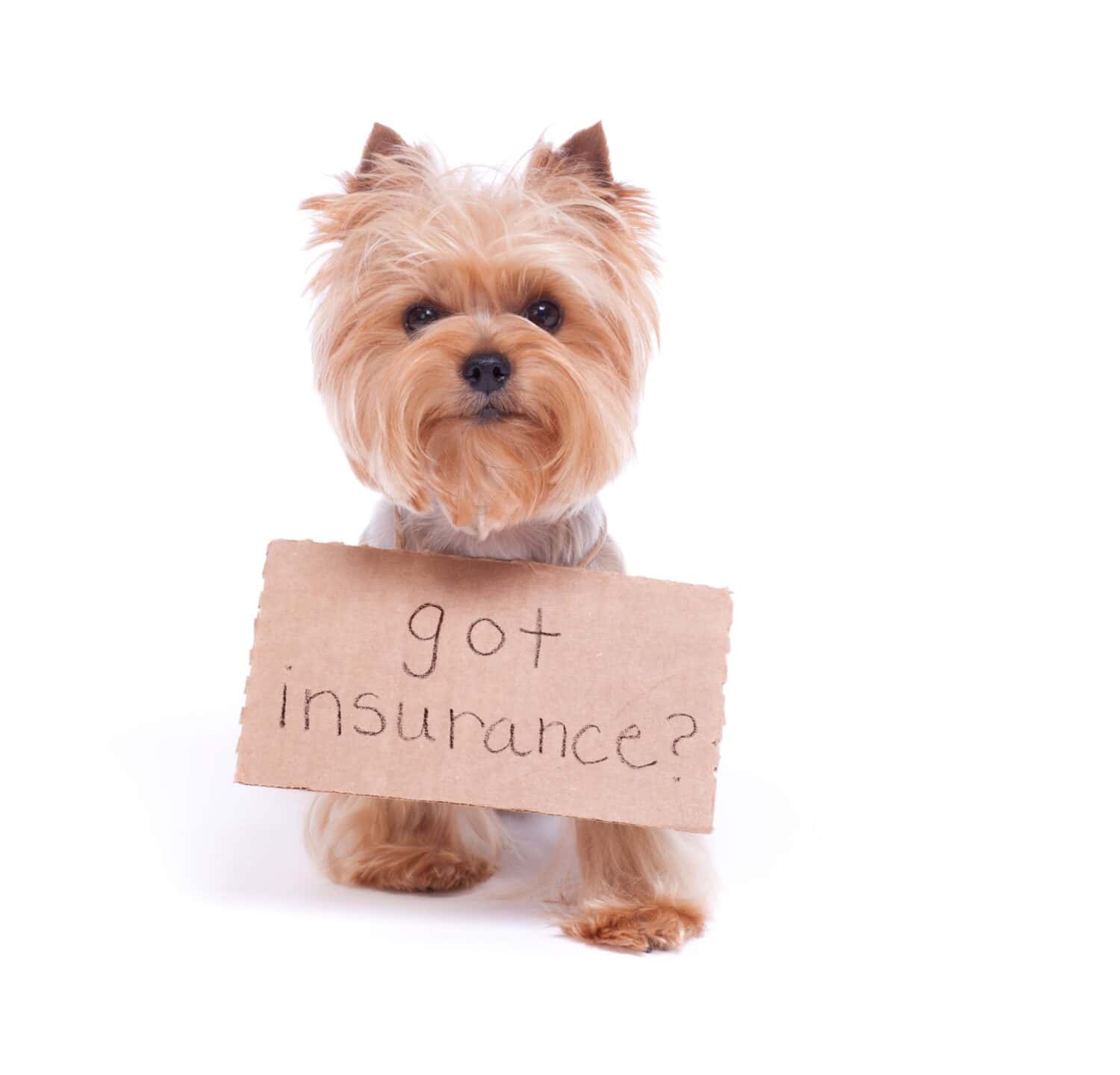 The Benefits of Pet Insurance: Protecting Your Pet and Your Wallet