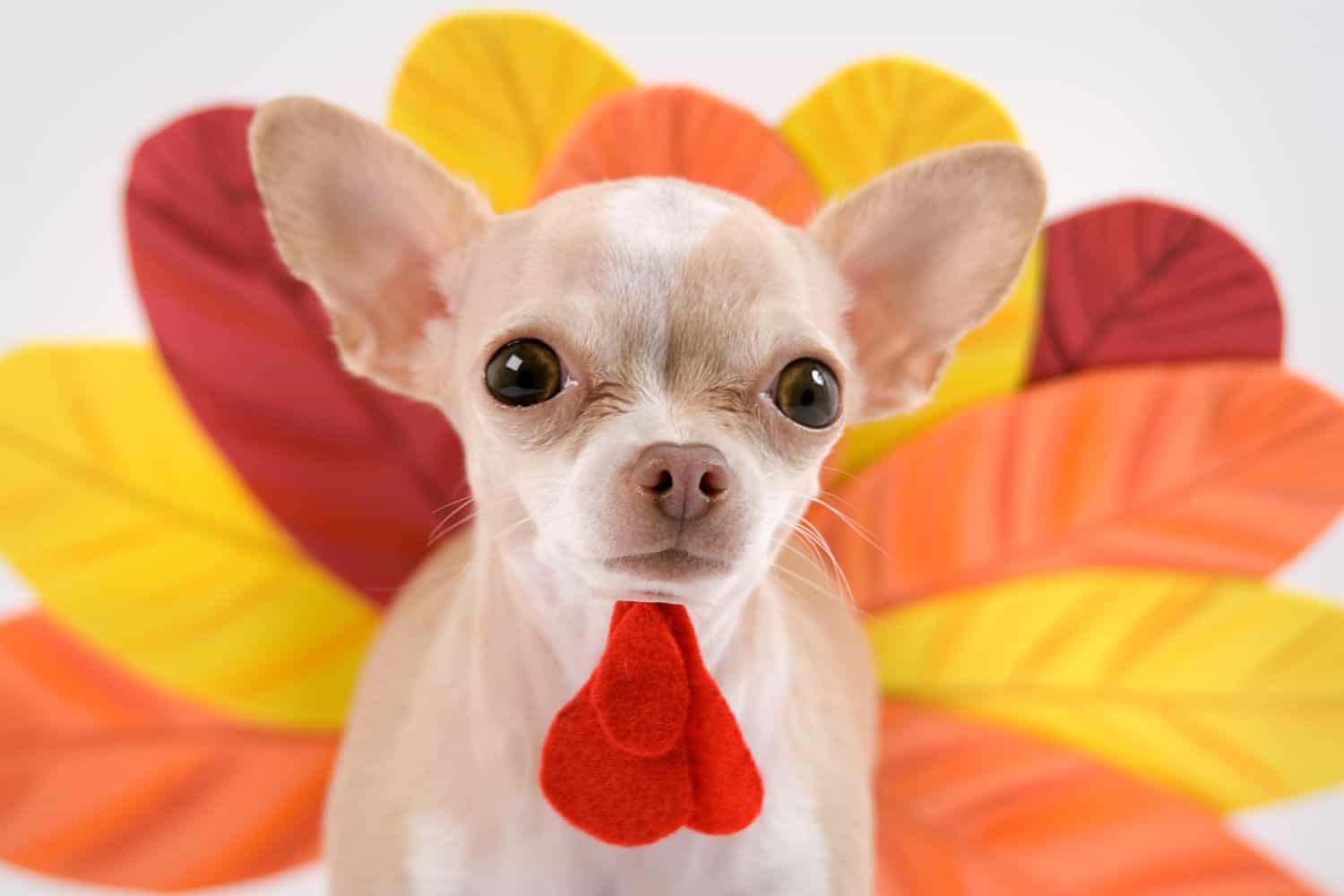 Thanksgiving Safety: Foods to Avoid Giving Your Pets