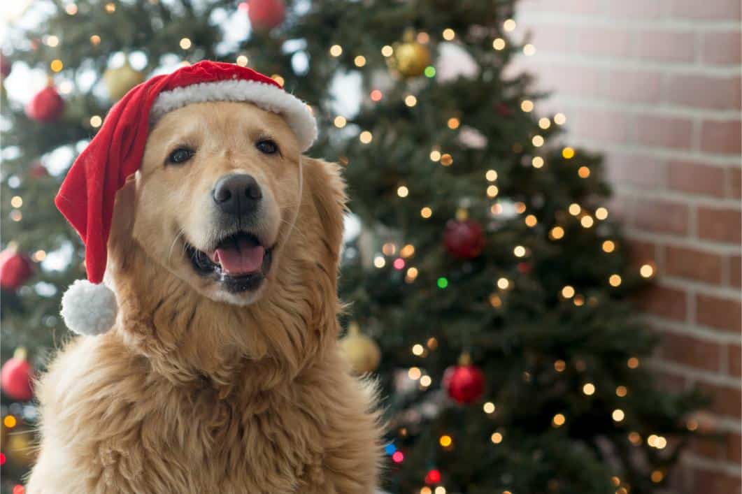 Cozy Holidays: Tips for Pet-Friendly Homes