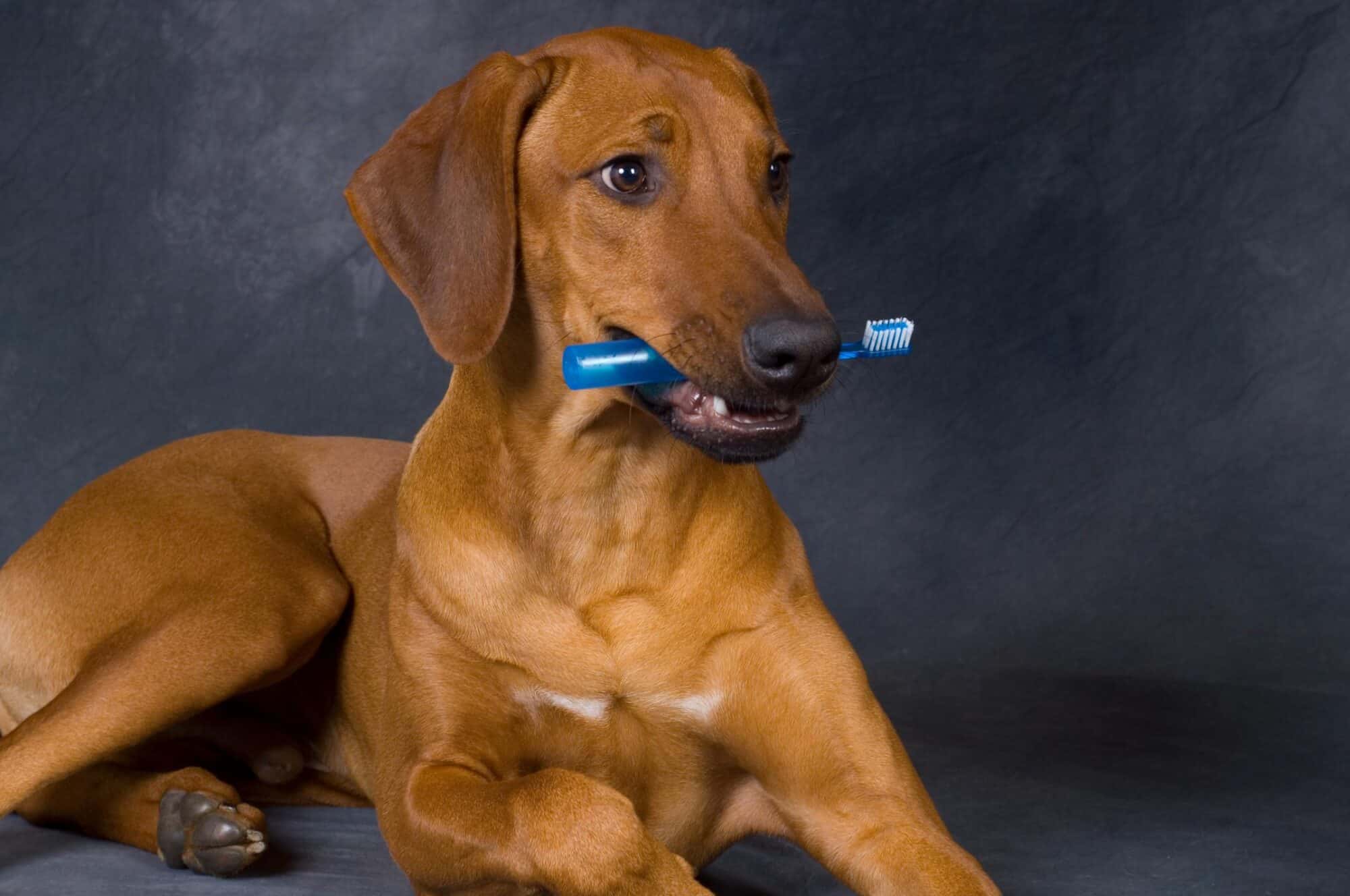 Indigo shop dog toothbrush