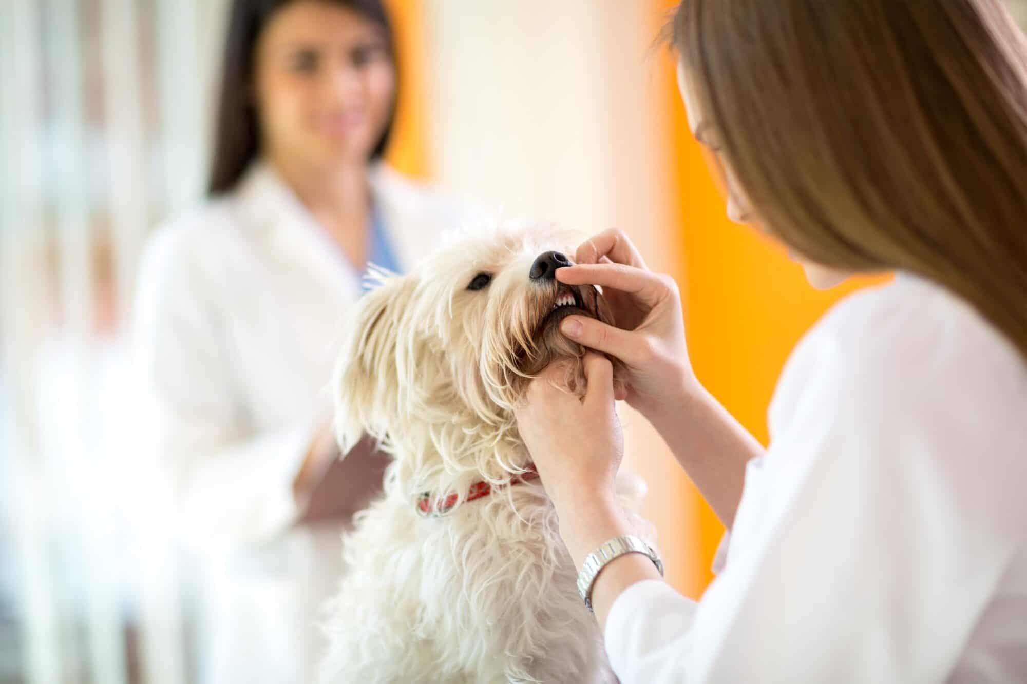 pet dental exam.