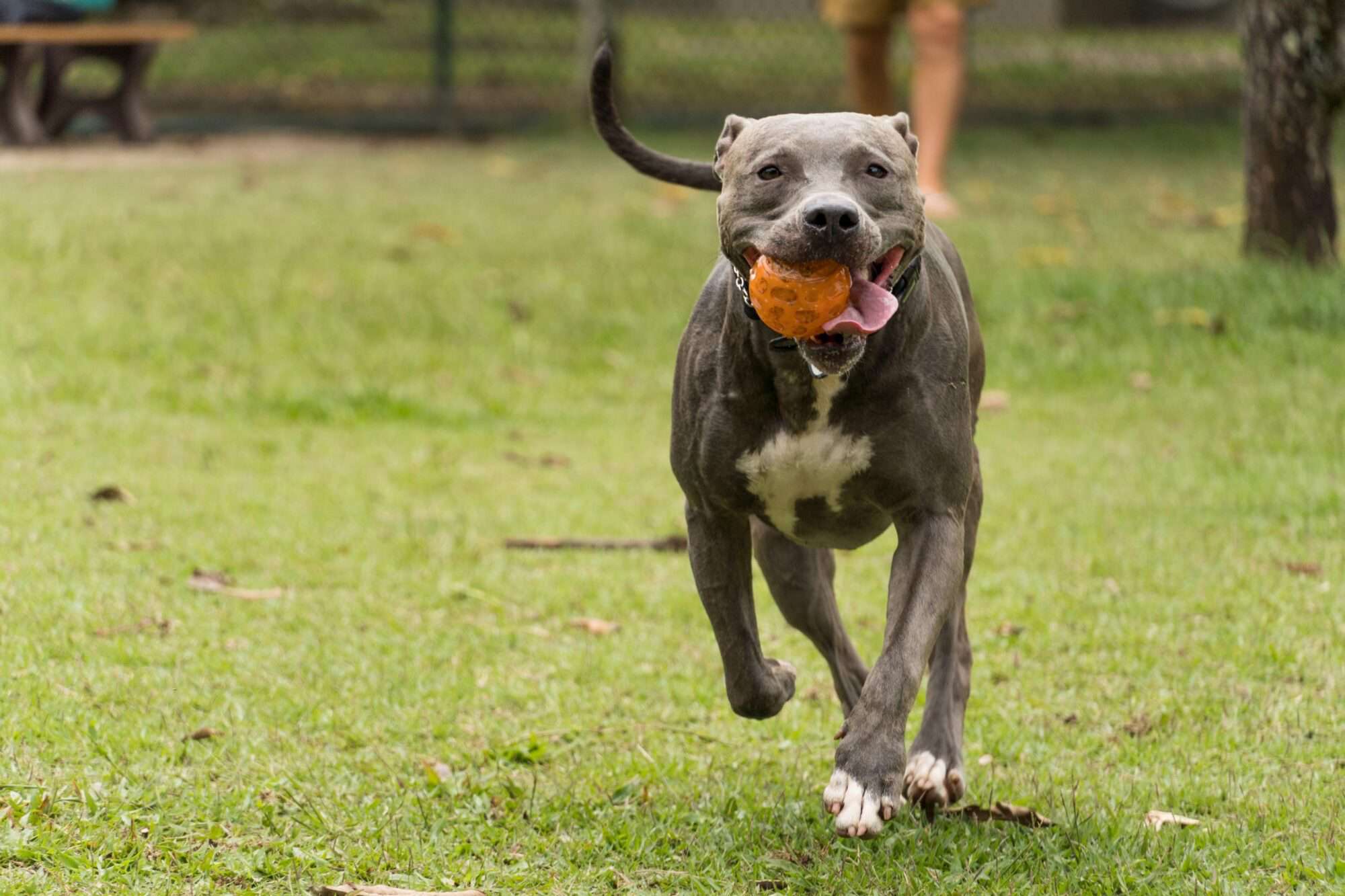 Canine Fitness Fun Unleashed