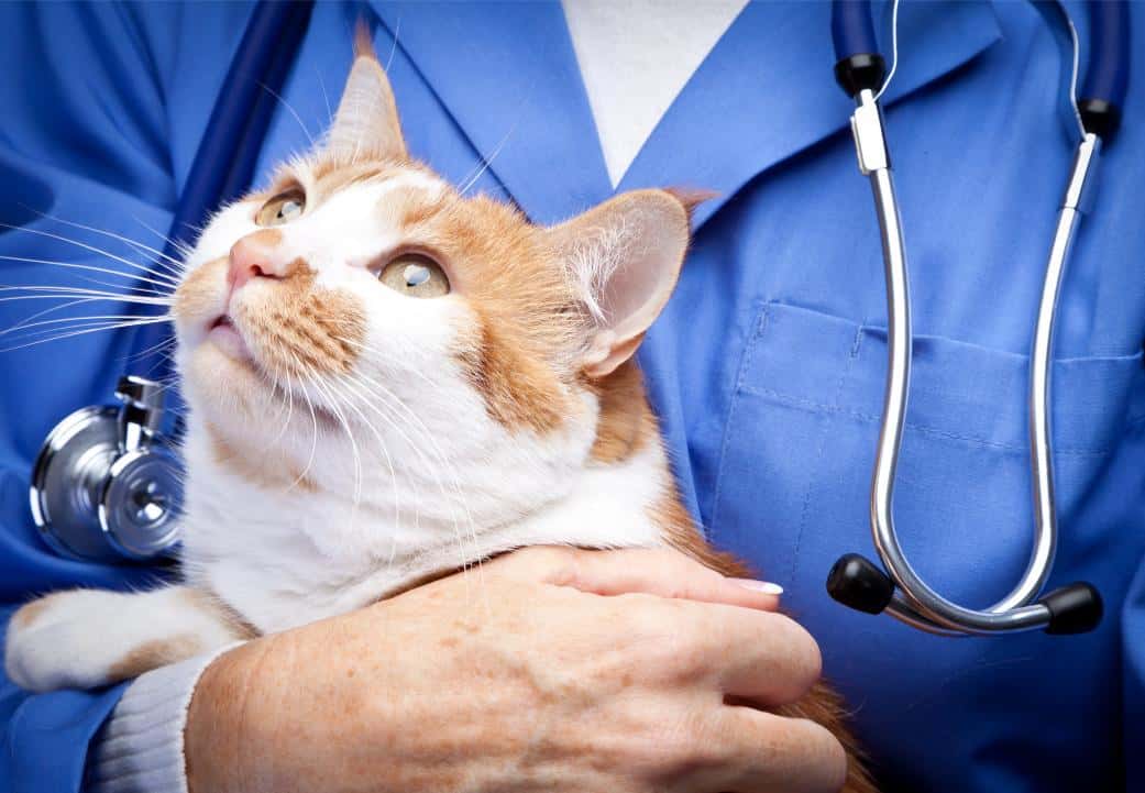 The Importance of Regular Check-Ups for Your Cat