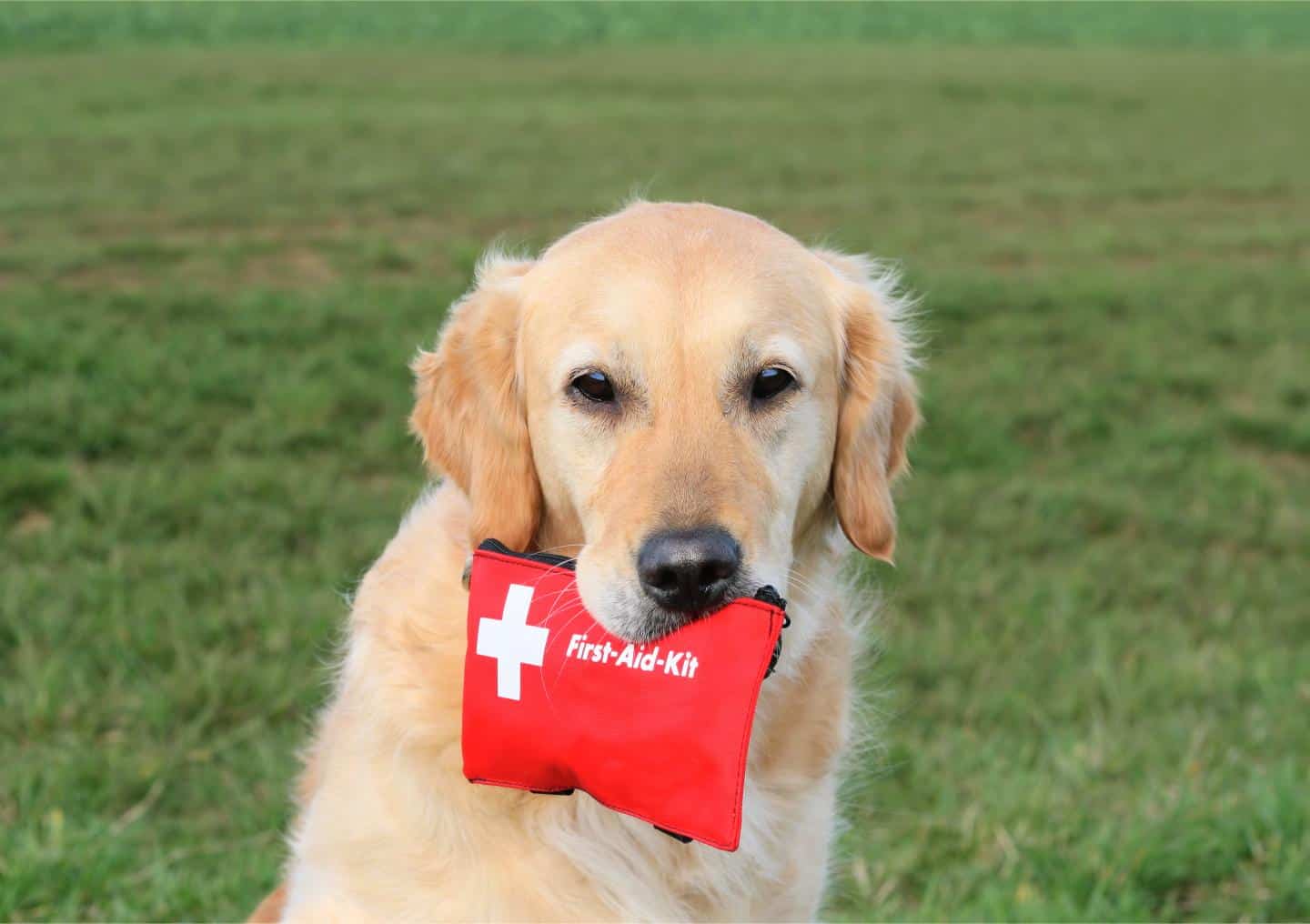 First-Aid Tips Every Pet Owner Should Know