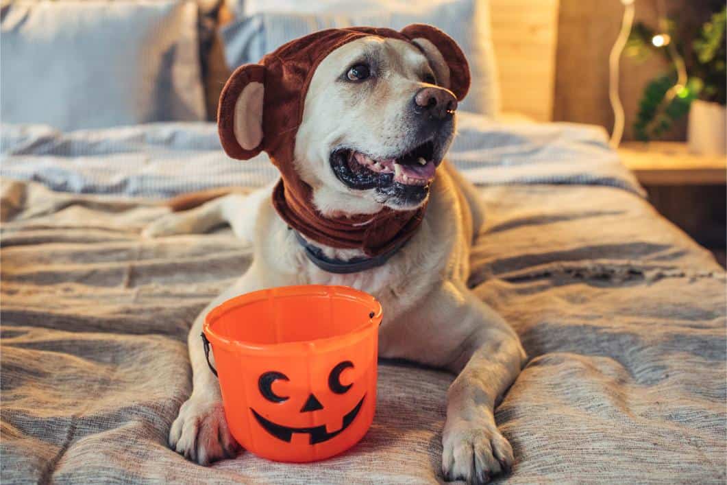 Essential Halloween Safety Tips for Your Pets