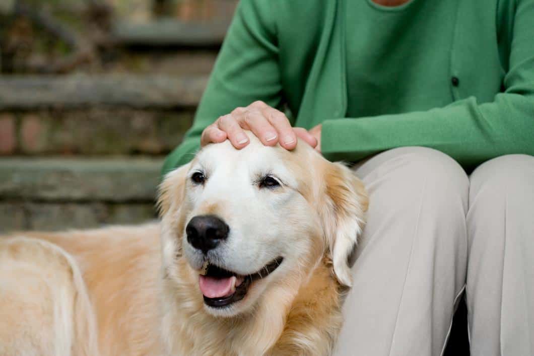 How to Keep Your Senior Pet Active and Engaged