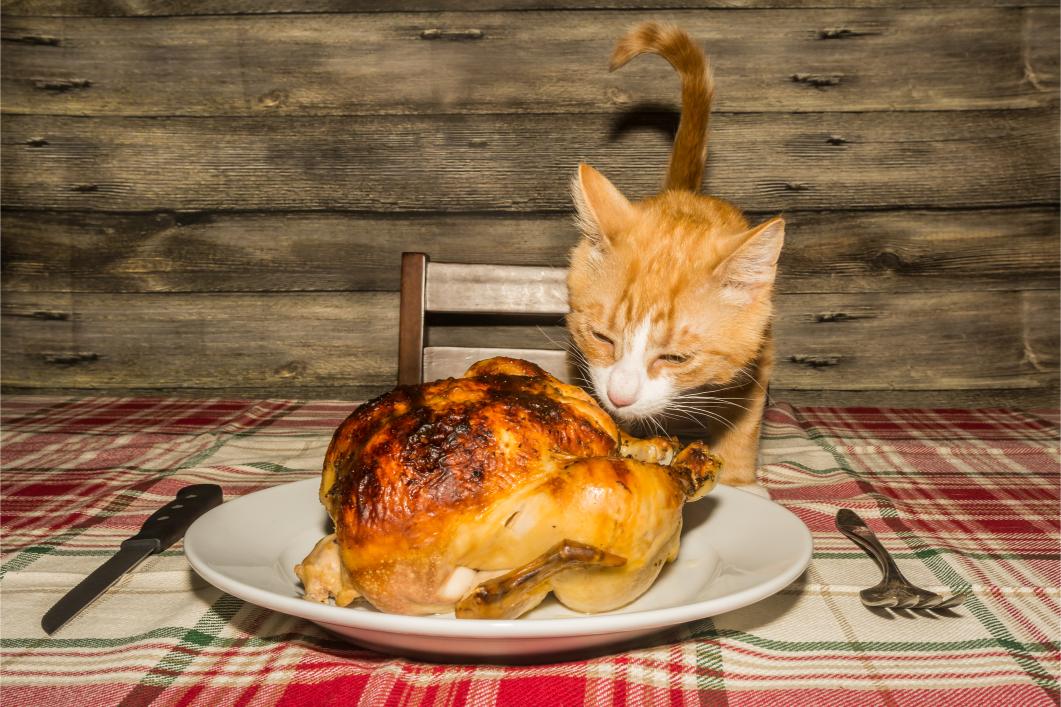 Healthy Thanksgiving Treats for Pets