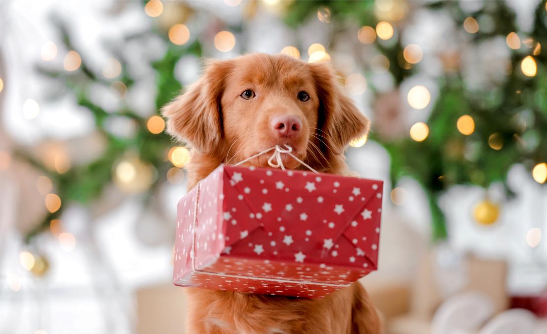 Gift Ideas for Pets: The Best Holiday Presents for Your Four-Legged Friends