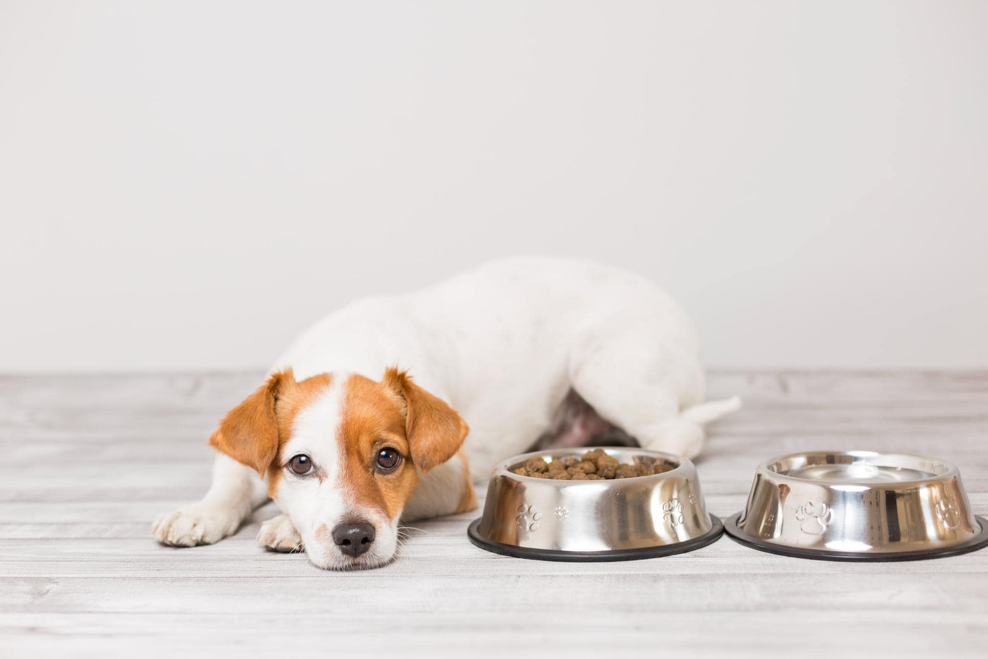 Why Is My Dog Not Eating? Causes and What To Do