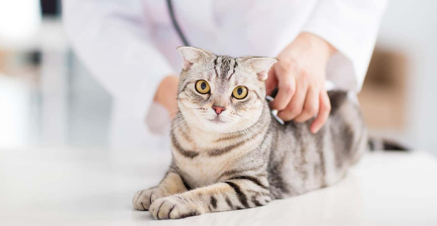 Assessing Your Pet’s Health Progress and Setting  New Goals