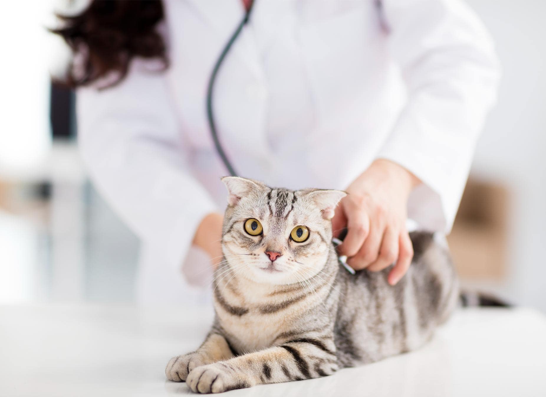 Reflecting on Last Year: How to Assess Your Pet’s Health Progress and Set New Goals