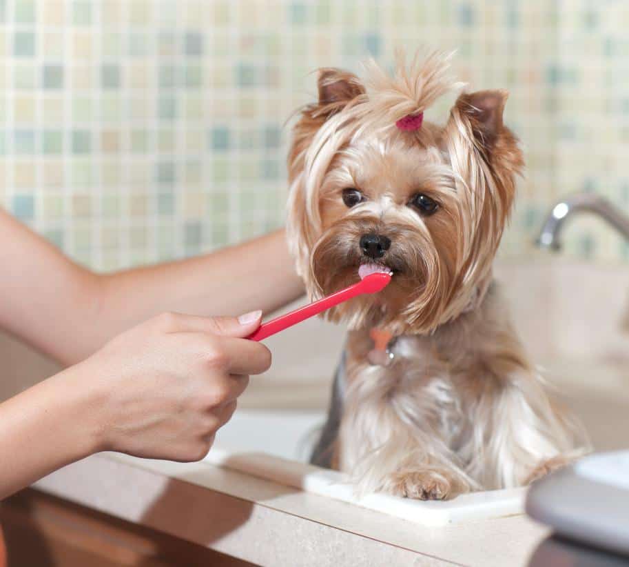 Why Pet Dental Care Is Important