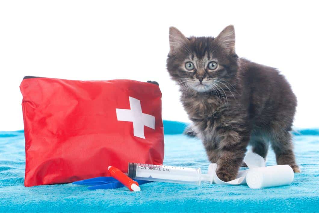 Pet First Aid Tips for Pet Owners.