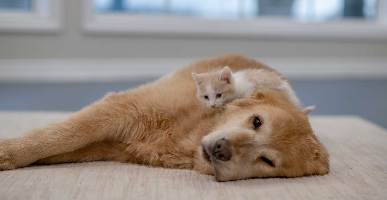 An old dog laying with a kitten