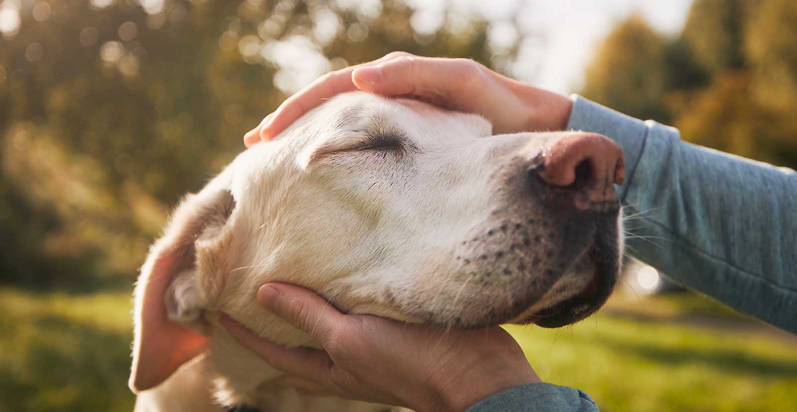 An old golden retriever being petted