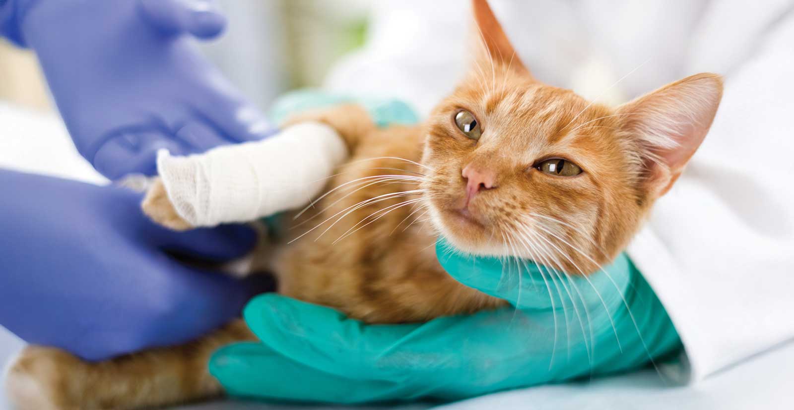 A cat being treated